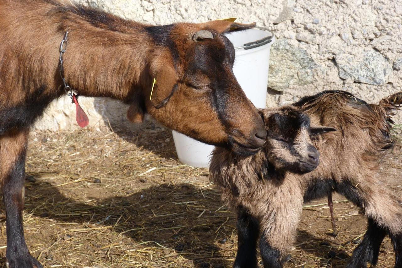 Agriturismo La Meta Pieve di Bono Dış mekan fotoğraf